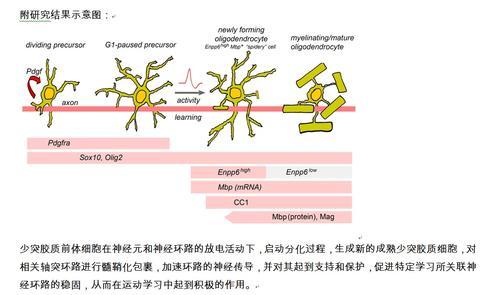 运动技能学习:少突胶质细胞在行动 运动技能学习:少突胶质细胞在行动