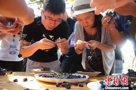 游客正在进行吃葡萄比赛。 卢文伟 摄 游客正在进行吃葡萄比赛。 卢文伟 摄